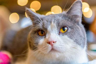 《Ai Vpet＆守护与智友》：AI虚拟宠物的革新，立即申请Steam测试体验